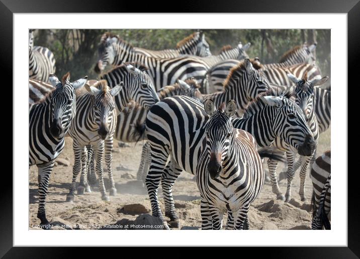 A dazzle of zebras Framed Mounted Print by Millie Brand