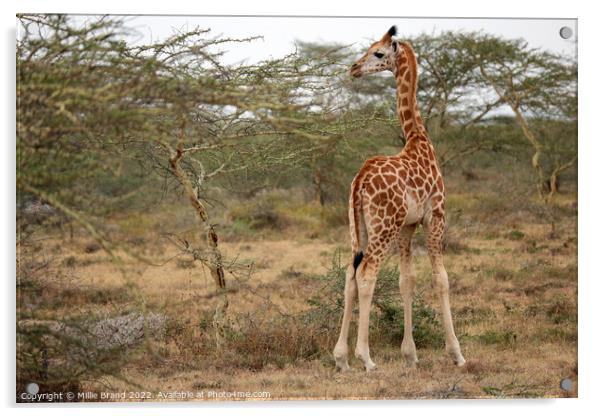 Baby giraffe Acrylic by Millie Brand