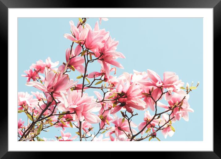 Pink magnolias Framed Mounted Print by Millie Brand