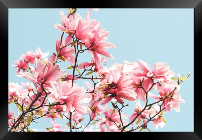 Pink magnolias Framed Print by Millie Brand