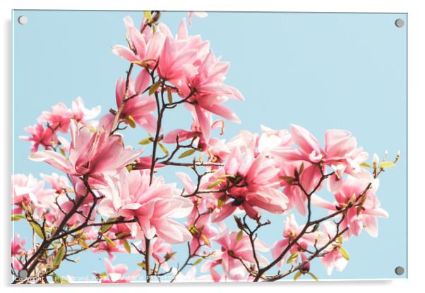 Pink magnolias Acrylic by Millie Brand