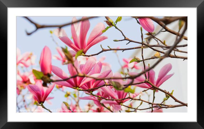 Pink magnolias Framed Mounted Print by Millie Brand