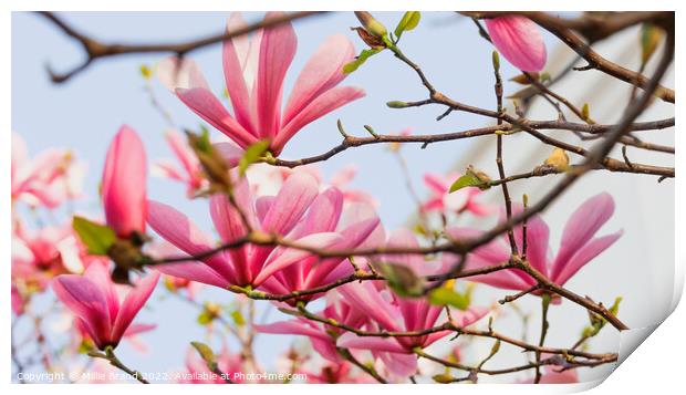 Pink magnolias Print by Millie Brand