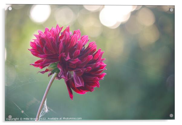 Dahlia in the garden Acrylic by Millie Brand