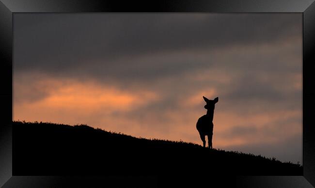 Deer Silhouette Framed Print by Macrae Images