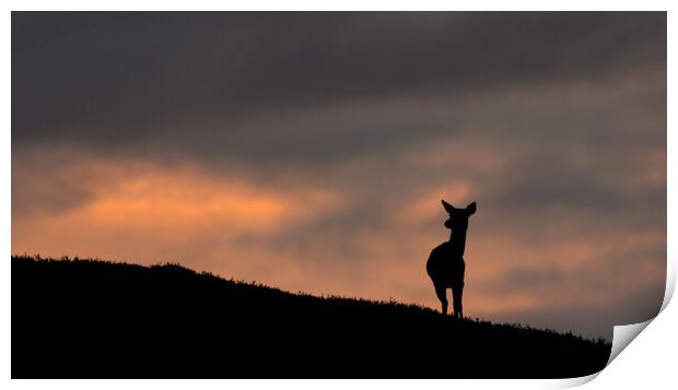 Deer Silhouette Print by Macrae Images