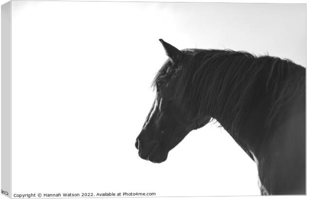 Horse Mono Portrait 2 Canvas Print by Hannah Watson
