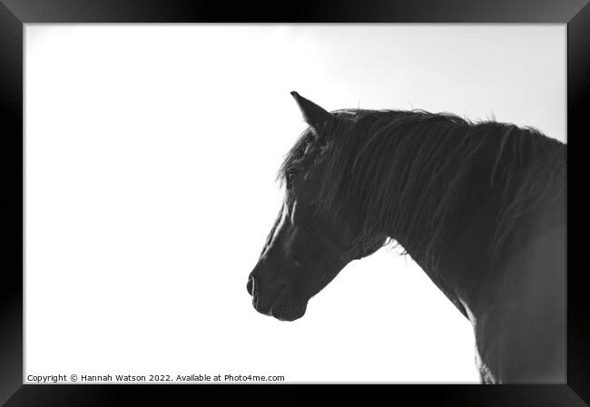 Horse Mono Portrait 2 Framed Print by Hannah Watson