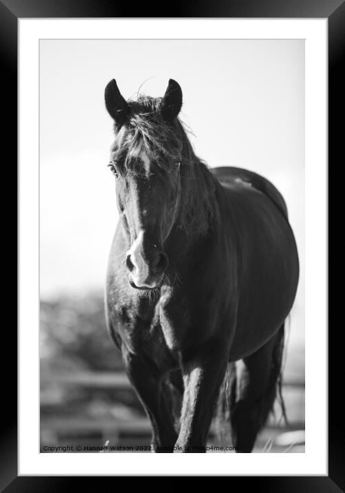 Horse Mono Portrait 3 Framed Mounted Print by Hannah Watson
