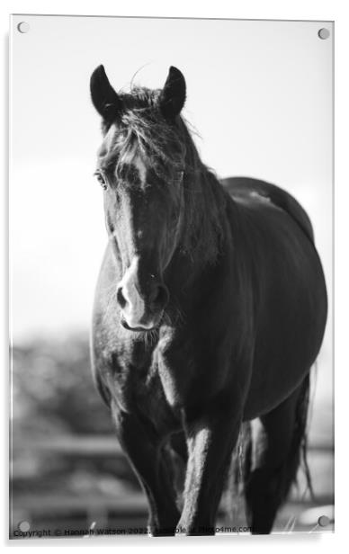 Horse Mono Portrait 3 Acrylic by Hannah Watson