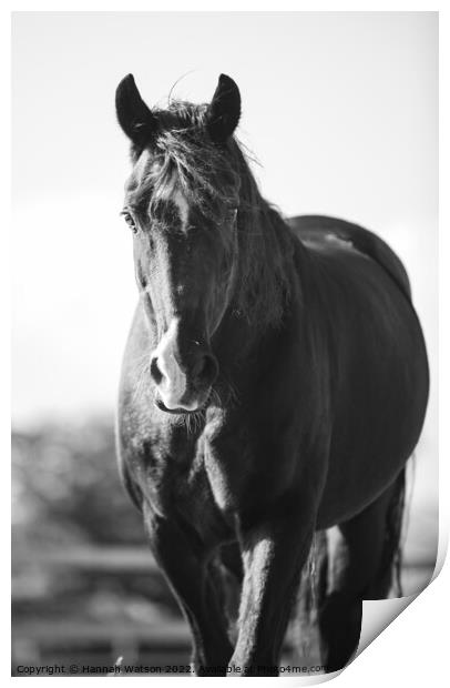 Horse Mono Portrait 3 Print by Hannah Watson