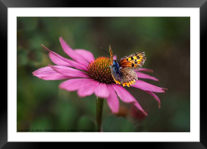 Butterfly On Echinacea Flower Framed Mounted Print by Alison Chambers
