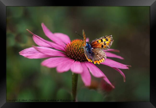 Butterfly On Echinacea Flower Framed Print by Alison Chambers