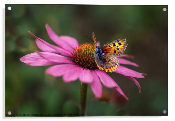 Butterfly On Echinacea Flower Acrylic by Alison Chambers