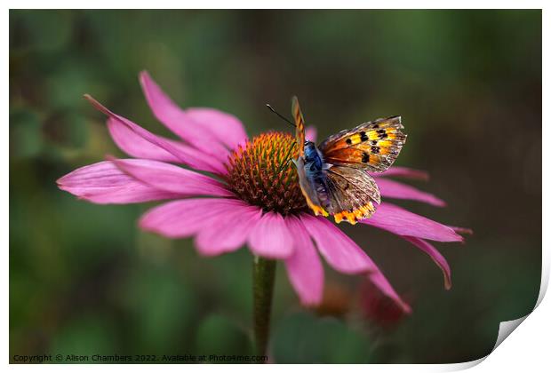 Butterfly On Echinacea Flower Print by Alison Chambers