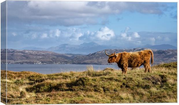 A horny coo on the Isle of Skye Canvas Print by Gary Pearson