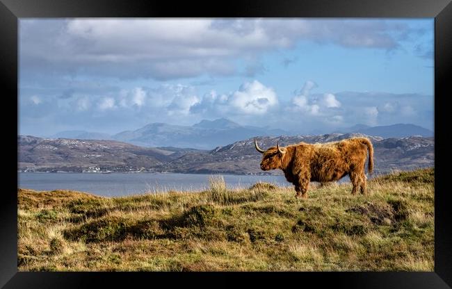 A horny coo on the Isle of Skye Framed Print by Gary Pearson