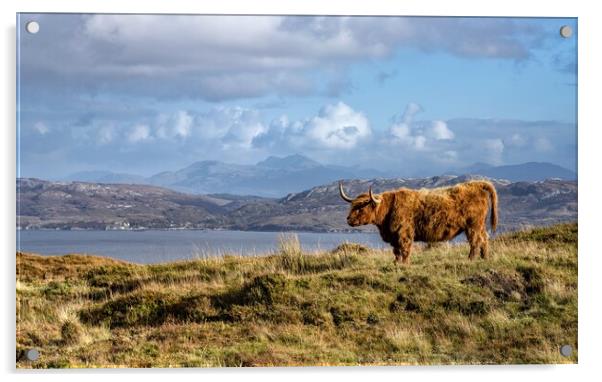 A horny coo on the Isle of Skye Acrylic by Gary Pearson