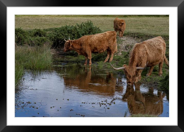 The Highland cow, Framed Mounted Print by kathy white