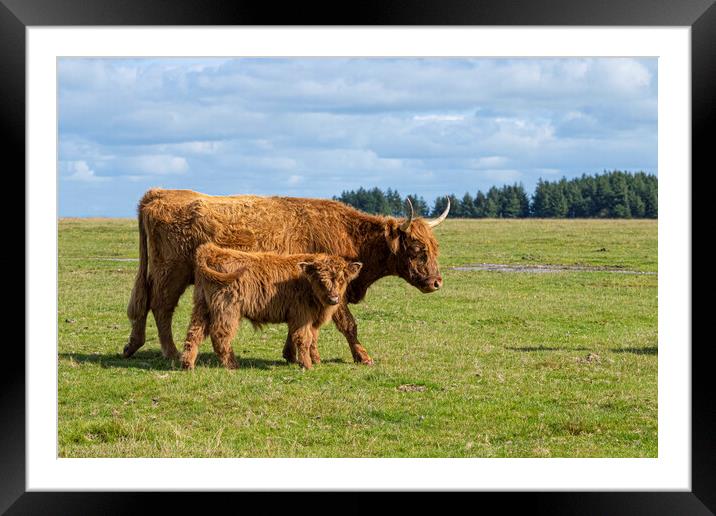 highland cattle,mother and baby Framed Mounted Print by kathy white