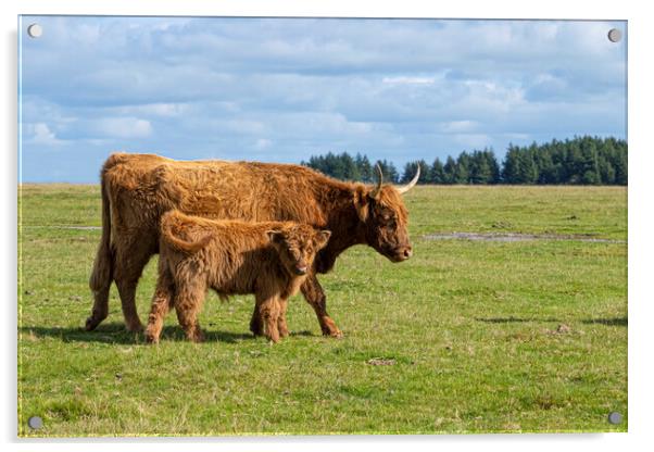 highland cattle,mother and baby Acrylic by kathy white
