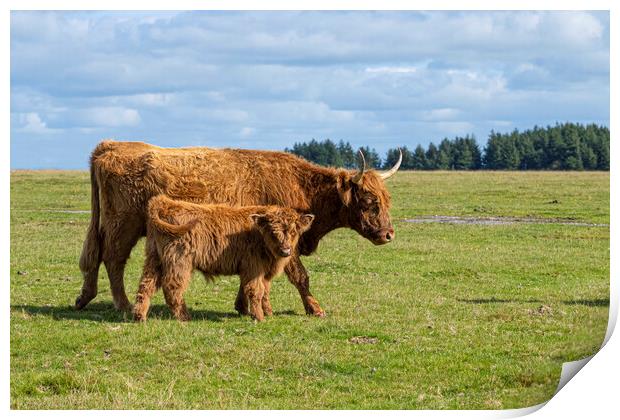 highland cattle,mother and baby Print by kathy white