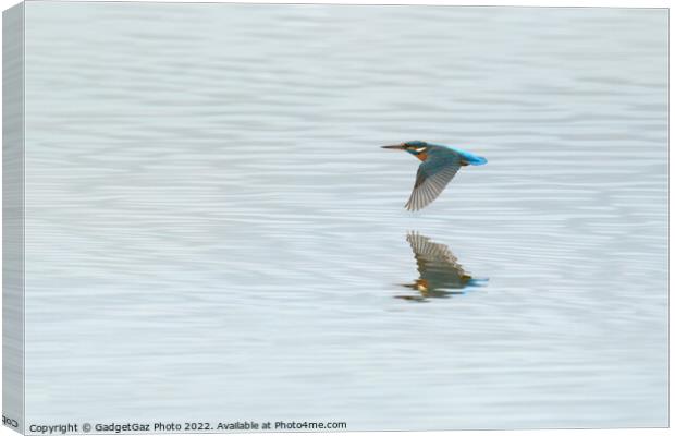 Low flying Kingfisher Canvas Print by GadgetGaz Photo