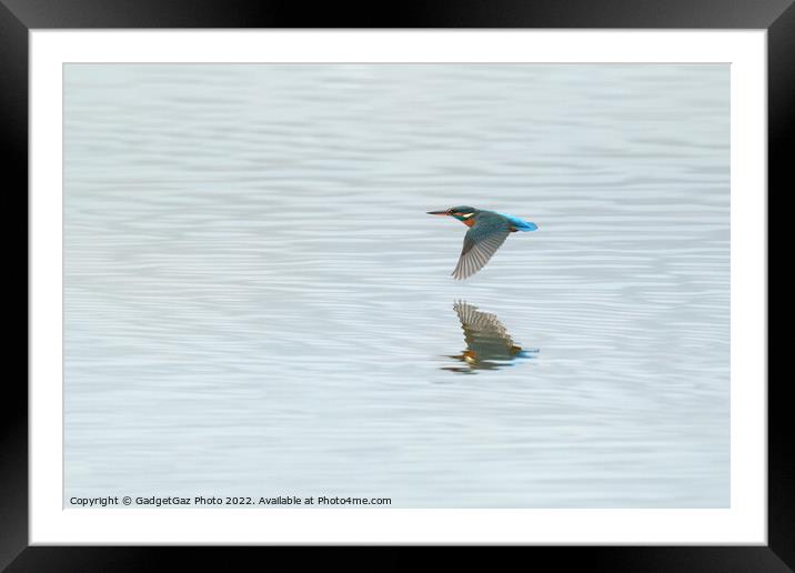 Low flying Kingfisher Framed Mounted Print by GadgetGaz Photo