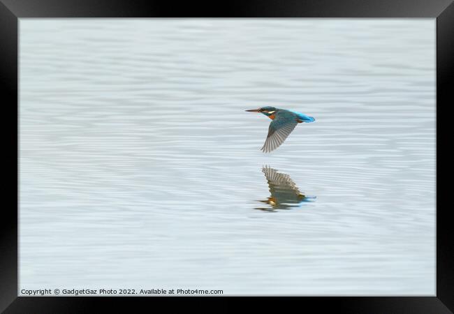 Low flying Kingfisher Framed Print by GadgetGaz Photo