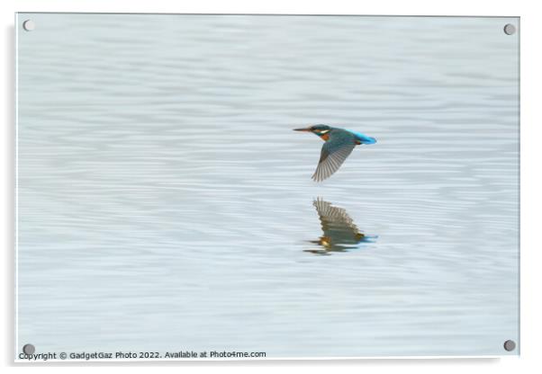 Low flying Kingfisher Acrylic by GadgetGaz Photo