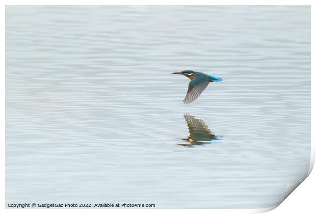 Low flying Kingfisher Print by GadgetGaz Photo