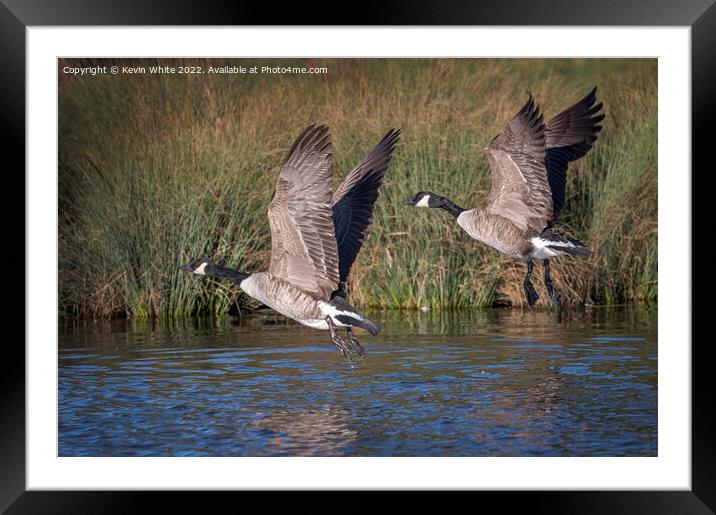 Canadian geese flying over local pond Framed Mounted Print by Kevin White