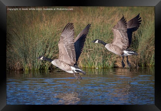 Canadian geese flying over local pond Framed Print by Kevin White