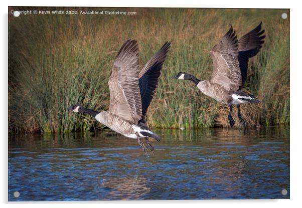 Canadian geese flying over local pond Acrylic by Kevin White