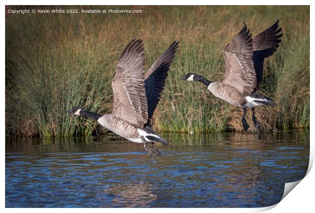 Canadian geese flying over local pond Print by Kevin White