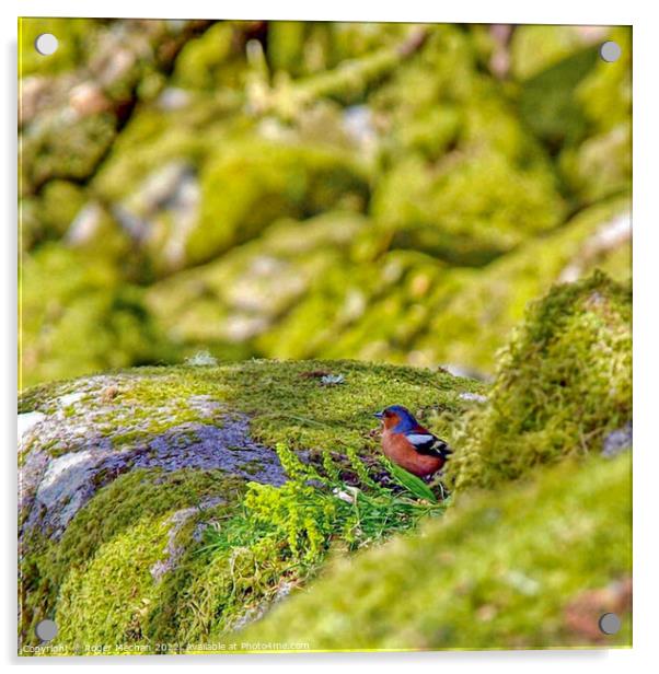 Fern-Covered Stones in Wistmans Wood Acrylic by Roger Mechan