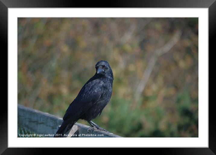 crow on a fence Framed Mounted Print by nigel watson