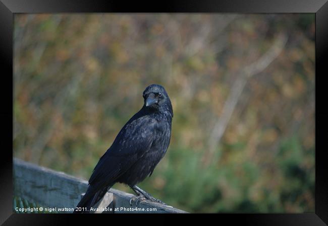 crow on a fence Framed Print by nigel watson