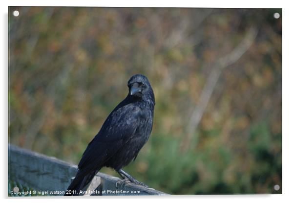 crow on a fence Acrylic by nigel watson