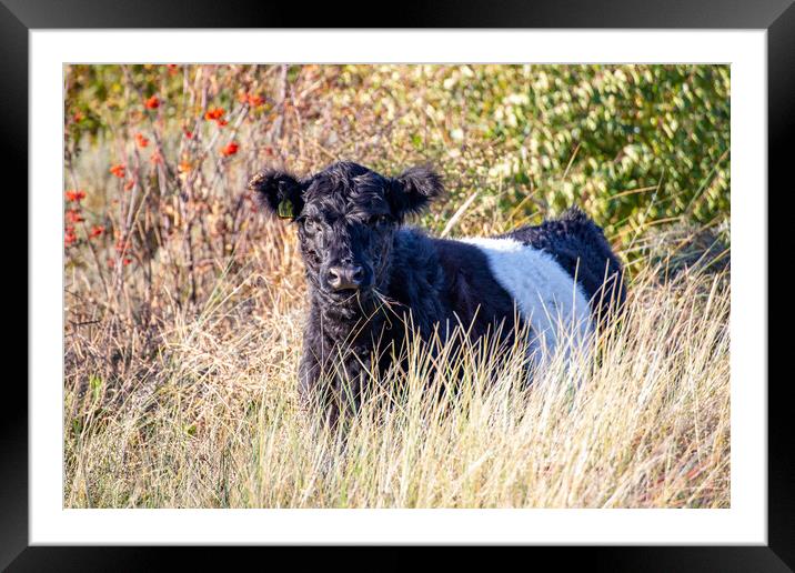 Belted Galloway Framed Mounted Print by Roger Green