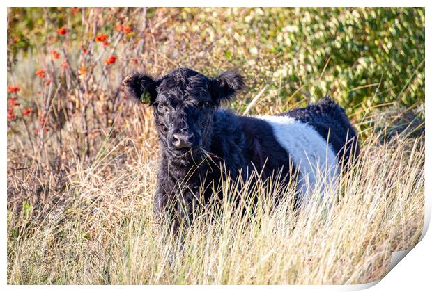 Belted Galloway Print by Roger Green