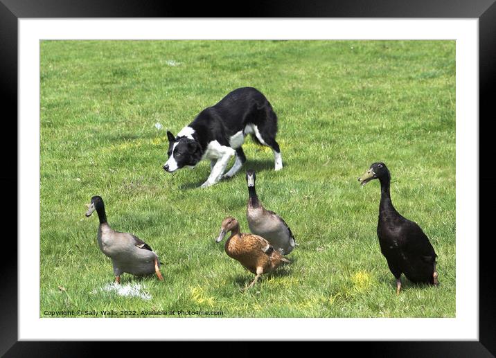Collie herding ducks Framed Mounted Print by Sally Wallis