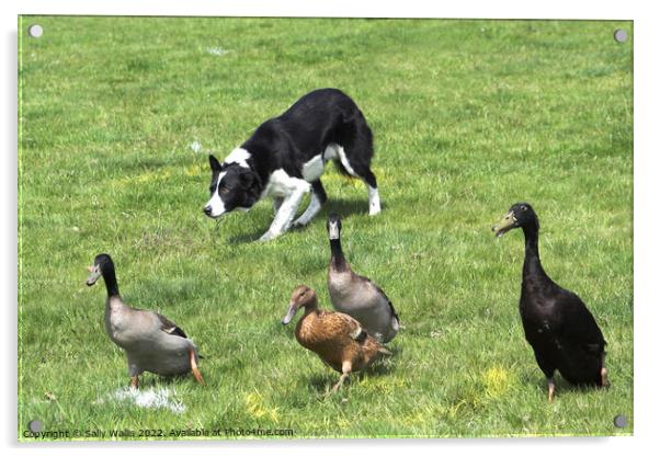 Collie herding ducks Acrylic by Sally Wallis