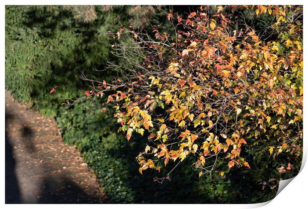 Sunlit Tree Twigs With Autumn Leaves Print by Artur Bogacki