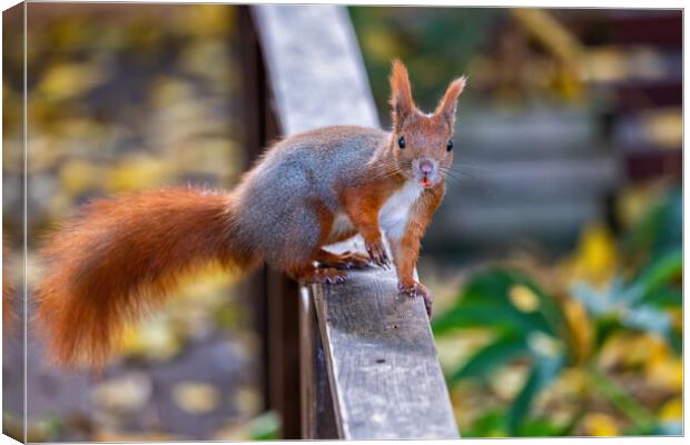 Eurasian Red Squirrel On Balustrade Canvas Print by Artur Bogacki