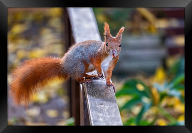Eurasian Red Squirrel On Balustrade Framed Print by Artur Bogacki
