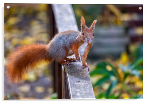 Eurasian Red Squirrel On Balustrade Acrylic by Artur Bogacki