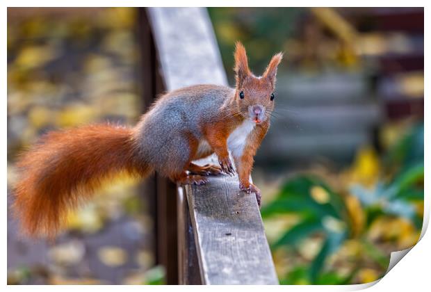 Eurasian Red Squirrel On Balustrade Print by Artur Bogacki