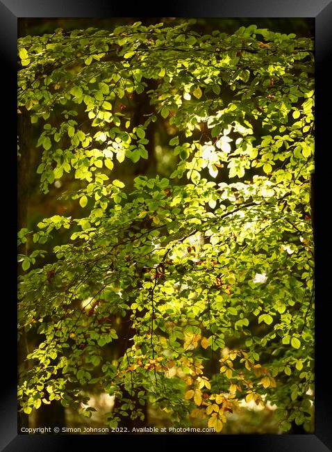 sunlit leaves Framed Print by Simon Johnson