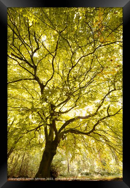 Beech tree Framed Print by Simon Johnson